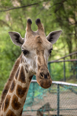 Giraffe in Tsavo East National Park Kenya, Savanne, Wüste, Afrika, Herde, Portait