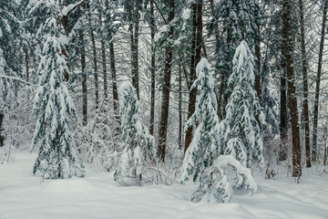 Fototapeta premium Horizontal landscape coniferous forest in winter in Russia