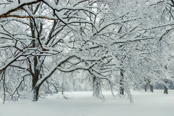 Natural background - forest, winter, branches covered with snow
