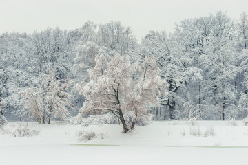 A forest that is buried in snowdrifts after a heavy snowfall, a beautiful landscape on a winter day