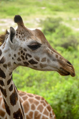 Giraffe in Tsavo East National Park Kenya, Savanne, Wüste, Afrika, Herde, Profil