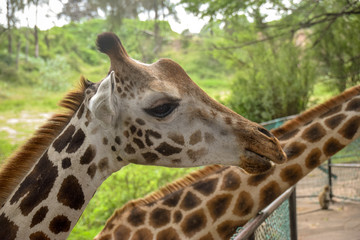 Giraffe in Tsavo East National Park Kenya, Savanne, Wüste, Afrika, Herde, Essen