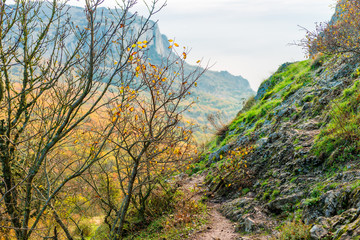 Autumn landscape in the mountains, in the foreground a tree with fallen leaves