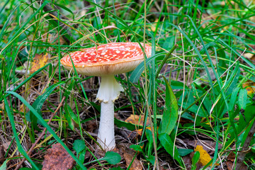 closeup poisonous bright amanita on a glade in the forest