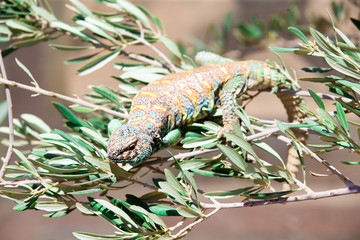 Green lizard - Green lizard with a long tail standing on a piece of wood