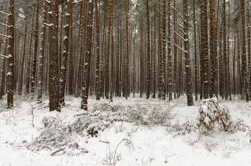 A forest at wintertime with snow-covered trees.