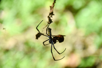 Afrikanische Riesenradnetzspinne, Nepihla, Afrika, Kenia, Fressen, Beute, Netz