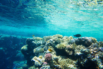 Fototapeta premium Spokojna podwodna scena z miejsca na kopię