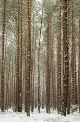 Fototapeta premium A forest at wintertime with snow-covered trees 2.