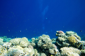 Tranquil underwater scene with copy space