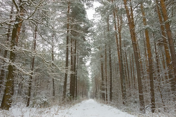 Fototapeta premium A path through the woods in a snow-covered forest in winter 4.