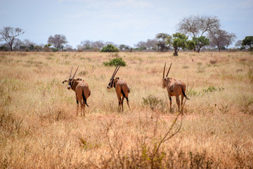 Naklejka na ściany i meble Pirsch, Gazelle im Tsavo East National Park, Gazella, Animali, Afrika, Tsavo East, Dschungel