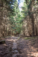 Wald mit blick aufs Tal, Harz, Brocken, Bäume, baum, Wald, Tief