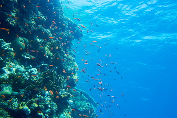 Tranquil underwater scene with copy space