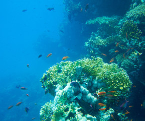 Fototapeta premium Tranquil underwater scene with copy space