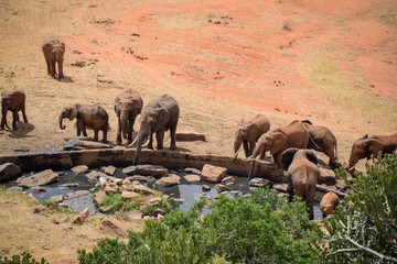 Elefantenbaby in der Savanne, Elefanten, Tsavo, Kenia, Afrika, Baby, Wasserloch, Familie
