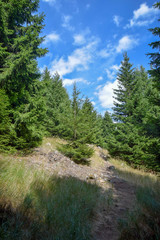 Fototapeta na wymiar Wald mit blick aufs Tal, Harz, Brocken, Bäume, baum, Wald, Wälder, Himmel