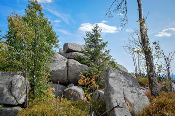 Wald mit blick aufs Tal, Harz, Brocken, Bäume, baum, Wald, Jahre