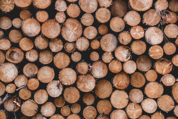 Holzpolter, gestapelt, Holz, Wald, Harz, Natur, Hintergrundbild