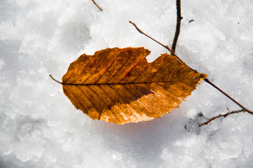 Close up of dry yellow leaf on snow 