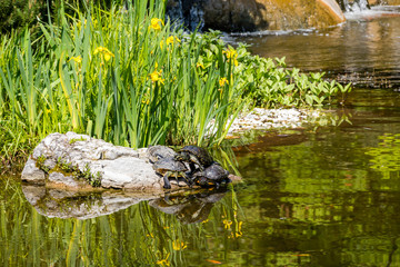Turtles sunbathing on a rock in a park