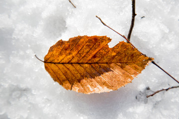 Close up of dry yellow leaf on snow 