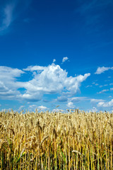 golden wheat field and sunny day © Pakhnyushchyy