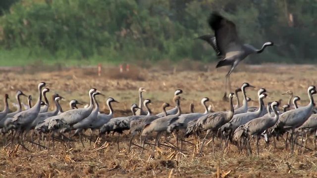 Common Crane flock in the lake of hula valey