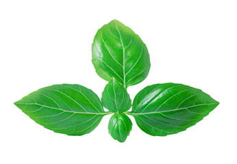 Green basil leaves isolated on white background