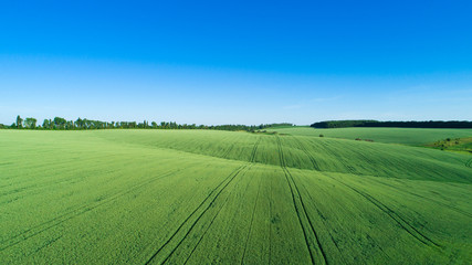 green field and blue sky