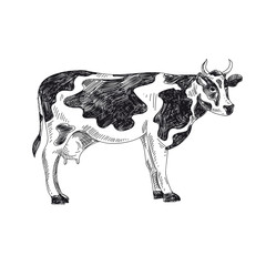 Beautiful vector hand drawn dairy Illustration.