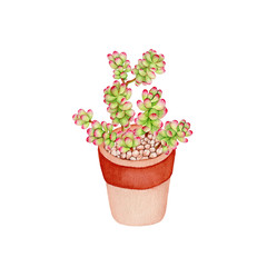 succulents plants,watercolor illustration, hand drawing, botanical painting. Watercolor illustration with cactus in flower pot on white background