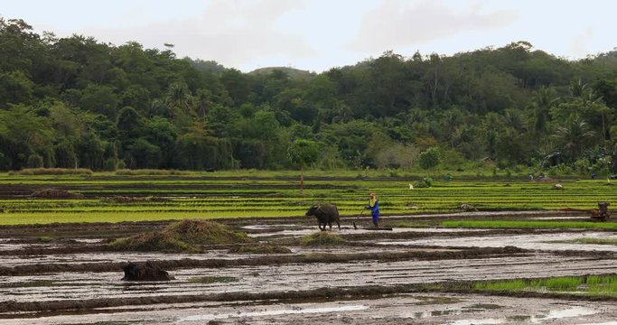 farmer in a rice field with Buffalo, philippines