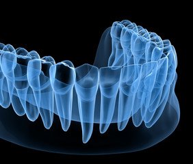 Dental Anatomy of mandibular human gum and teeth, x-ray view. Medically accurate tooth 3D illustration