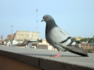 イタリア　ローマ　コロッセオと鳩　italia roma corosseo and pigeon