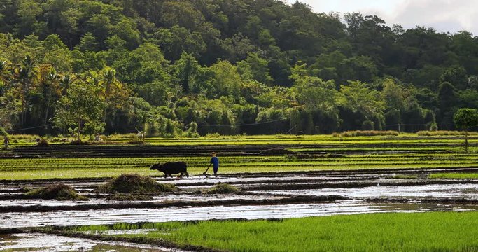 farmer in a rice field with Buffalo, philippines