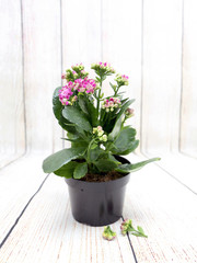 Fototapeta na wymiar Blooming Kalanchoe. Beautiful indoor flower in a pot on the board background