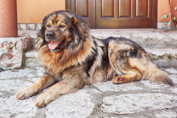 Yugoslavian Shepherd Dog or Illyrian Shepherd dog
