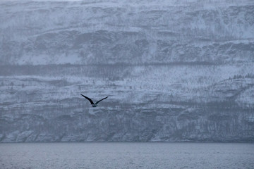 TRØMSO, Nord Norwegen | Polar- Kruezfahrten