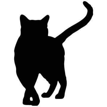 Silhouette of a black cat. Vector illustration