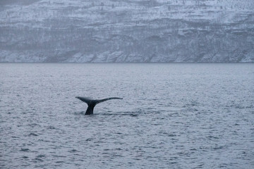 Fototapeta premium TRØMSO, Nord Norwegen | Polar- Kruezfahrten