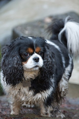 Cavalier King Charles Spaniel Dog Active