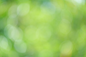 Green bio background, abstract blurred foliage bright sunlight. Organic design nature abstract background with copyspace for text advertising design.  Green abstract light background and bokeh effect