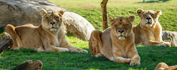 Fototapeta premium Three female lions laid down over the grass