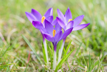 Beautiful purple crocuses flowers on meadow. Early spring close-up flowers 