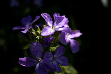Peak of light that falls on small group of purple flowers