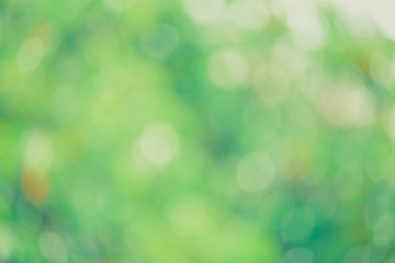 Fototapeta premium Green bio background, abstract blurred foliage bright sunlight. Organic design nature abstract background with copyspace for text advertising design. Green abstract light background and bokeh effect