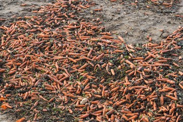 Karotten liegen auf einem Acker