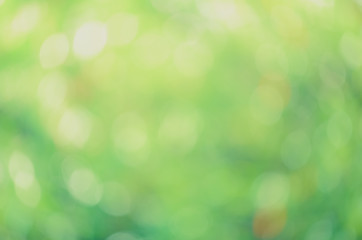 Sunlight green bio background, abstract blurred foliage sun light. Organic design nature abstract...