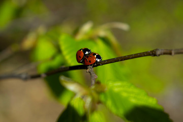Two ladybugs in love on tree branch, macro photography
